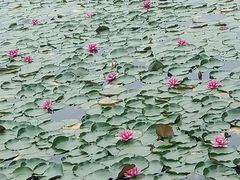 -苏州太湖湖滨国家湿地公园