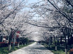 -高东镇樱花园