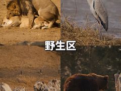 -北京野生动物园