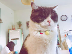 -海边的猫和咖啡馆