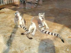 -石家庄市动物园