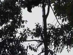 -中国大熊猫保护研究中心雅安碧峰峡基地