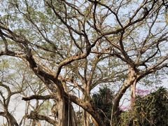 -瑞丽独树成林风景区