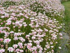 -春花秋色城市公园