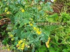 -飞来湖湿地公园