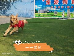 -宠物寄养训练学校