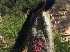 -苍岩山风景名胜区