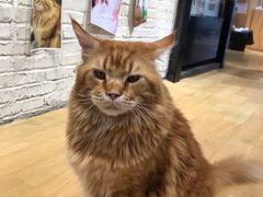 -藏猫猫咖啡主题馆(中央大道店)