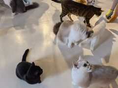 -三花喵·撸猫购宠·宠物生活馆(虹桥南丰城店)