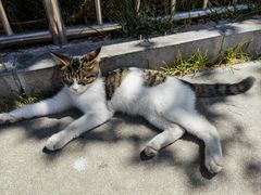 -王顺山国家森林公园