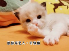 -十年猫舍·猫咪专门店(普陀店)