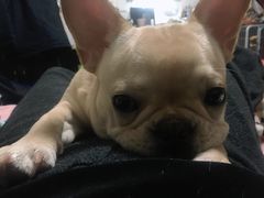 -爱诺耐芙动物医院(万博店)