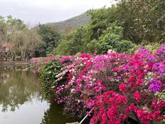 -西双版纳原始森林公园