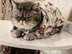 -楼上猫咖(罗湖店)