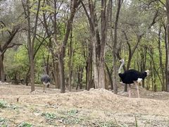 -北京野生动物园