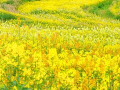 -三圣花乡旅游区