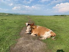 -塞罕坝国家级自然保护区