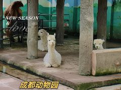 -成都动物园