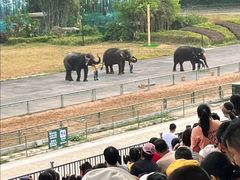 -深圳野生动物园
