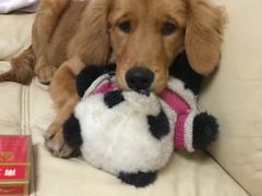 A猫a狗宠物生活馆-A猫a狗全科·犬猫异宠·芥西宠物医院(南开总院)