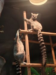 -Zoolung Zoolung动物主题公园(海信广场店)