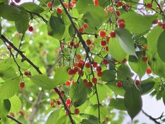 -樱桃山旅游景区