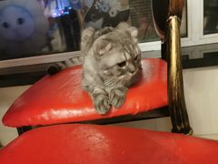 -猫咪咖啡店(新城大街店)