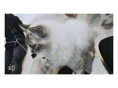 -喵的天空名猫咖啡馆·撸猫·猫舍·用品