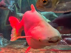 -上海海洋水族馆