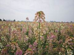 -中国天府农业博览园