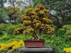 -杭州植物园