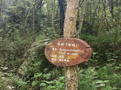 -牛背梁国家森林公园