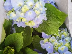 -曲阳花鸟市场(曲阳路店)