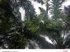 -西双版纳傣族园