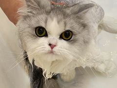 -momokira米努特·德文卷毛猫·棉花面纱犬