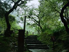 -阿里山神木遗迹