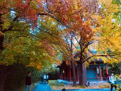 -香山公园