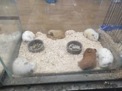 -花鸟鱼虫鲜花绿植市场(玉泉路店)