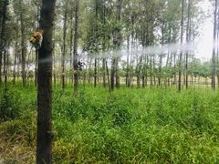 -合肥滨湖国家森林公园