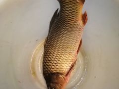 五斤野生大鲤鱼-老关东铁锅炖(上游街店)