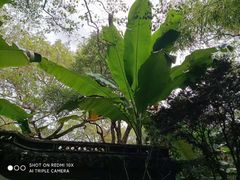 -秋霞圃