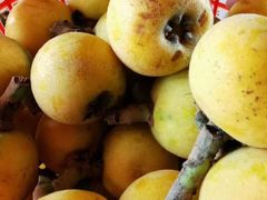 -西山樟坞健康果园枇杷杨梅采摘