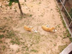 -西霞口神雕山野生动物世界