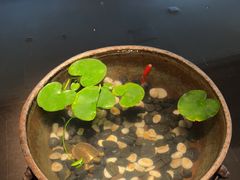 -曲水兰亭(北京四惠店)