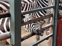 -泉州海丝野生动物世界