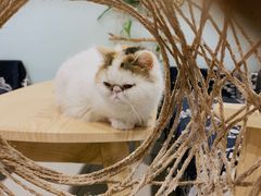 -平行世界·猫咖(首经贸店)