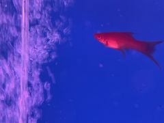 -苏州艺都古玩花鸟市场