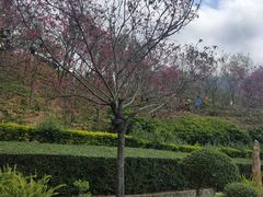 -深圳仙湖植物园