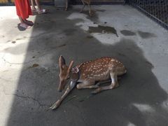 -鹿境梅花鹿生态园区
