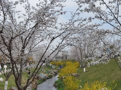 -羊山湖公园